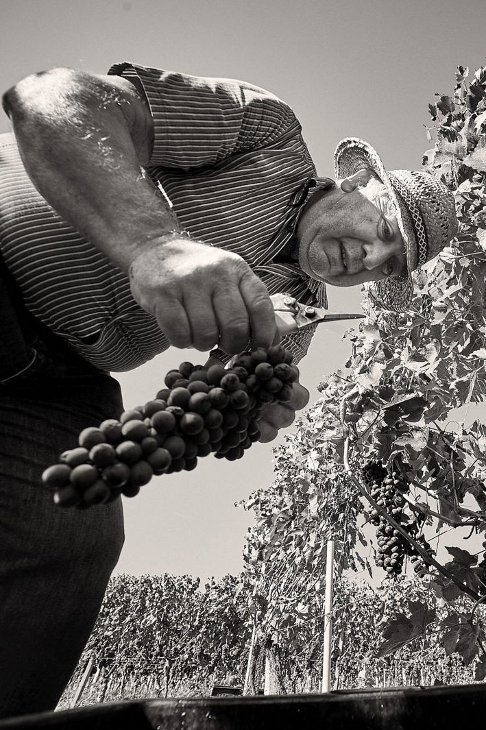 Produttori di Govone — immagine 14